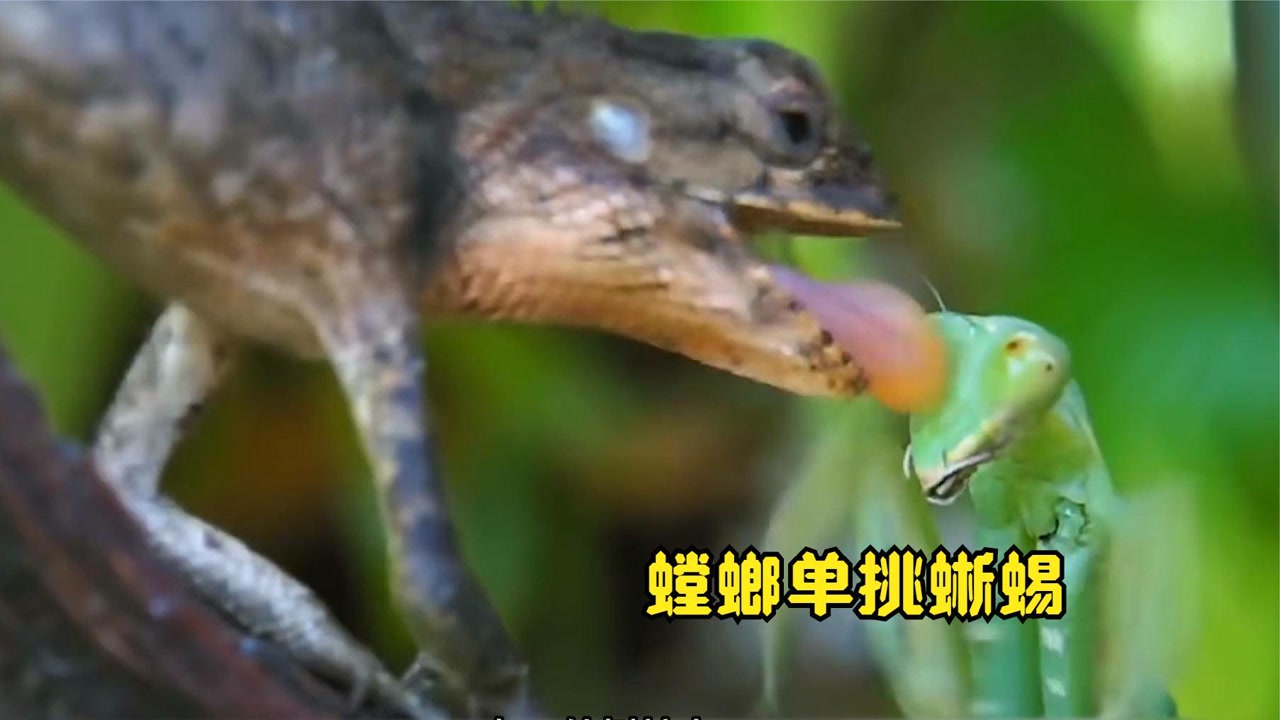 螳螂单挑蜥蜴,用镰刀将蜥蜴斩于马下,最后却敌不过蜈蚣