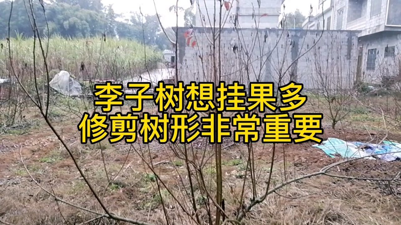 李子树修剪非常重要