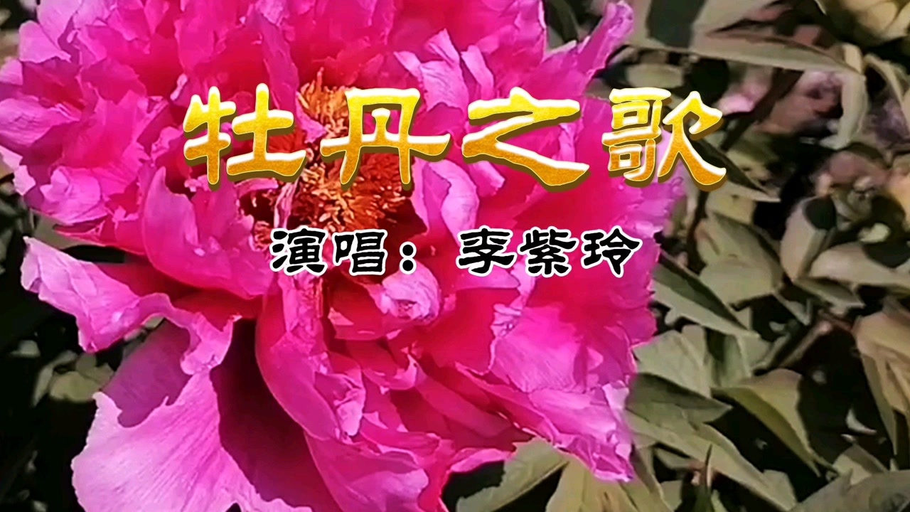 向朋友们推荐一首李紫玲演唱的《牡丹之歌,真的太好听了!
