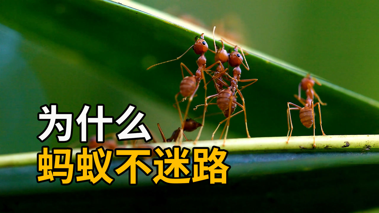 为什么蚂蚁不会迷路?被低估的小动物,比人类还会"认路"
