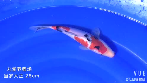 汇日锦鲤场 丸堂大正9 腾讯视频