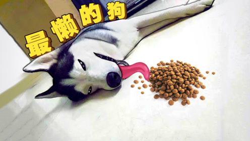 不高兴的时候看看这些搞笑的 动物,瞬间被治愈!