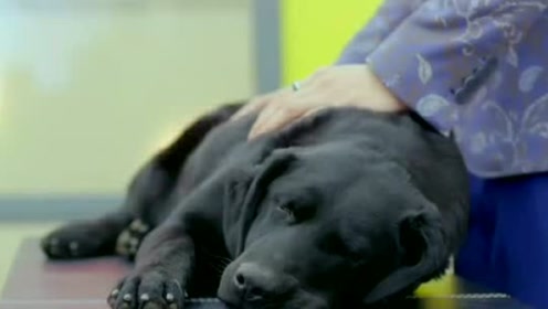 犬勇者物语第一季 腾讯视频