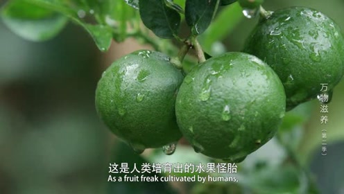 万物滋养:烤制过的动物蛋白质,会散发出极其厚重的肉味显得没有诱惑力