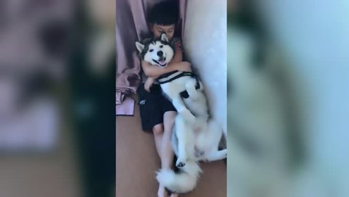 作业本被狗狗撕碎 腾讯视频