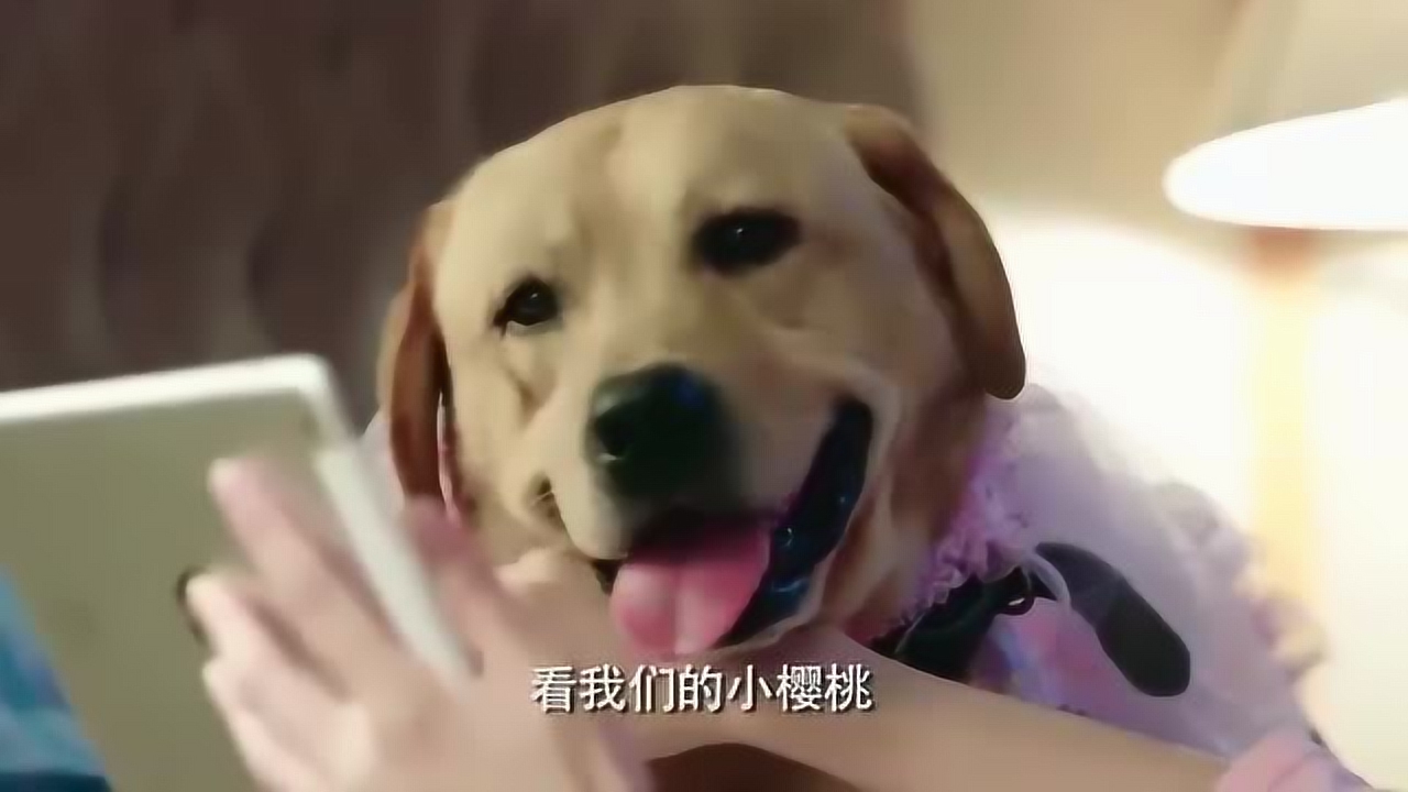 警犬樱桃身体虚弱再也出不了警,警花要把它带回家!
