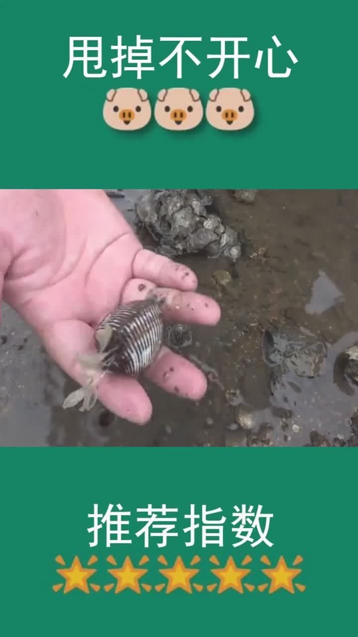 老表礁石区赶海挖蛤蜊,意外抓到八爪鱼皮皮虾,运气不错!