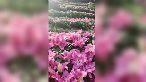 花农生活 腾讯视频