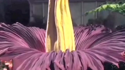 巨花魔芋新闻 腾讯视频