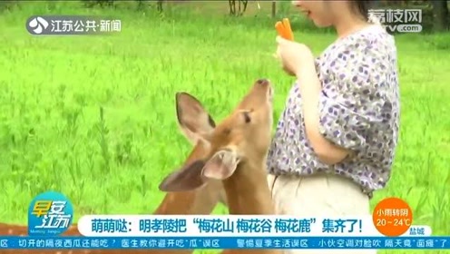 明孝陵景区梅花谷广场新闻 腾讯视频