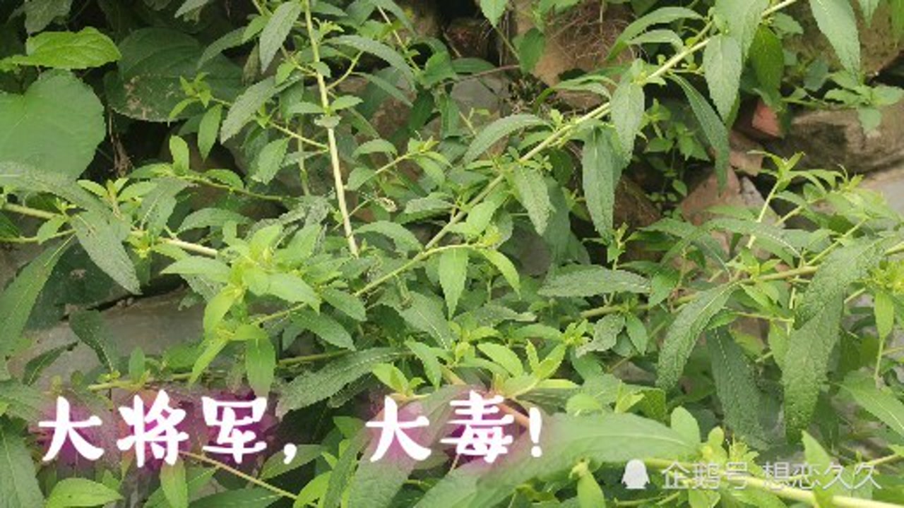 农村这种植物叫野烟,全株有毒,特别是根含有大毒,一起去认识一下!