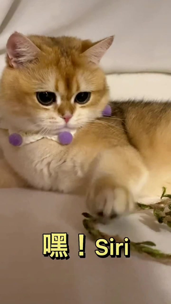 我认为你的猫最可爱!