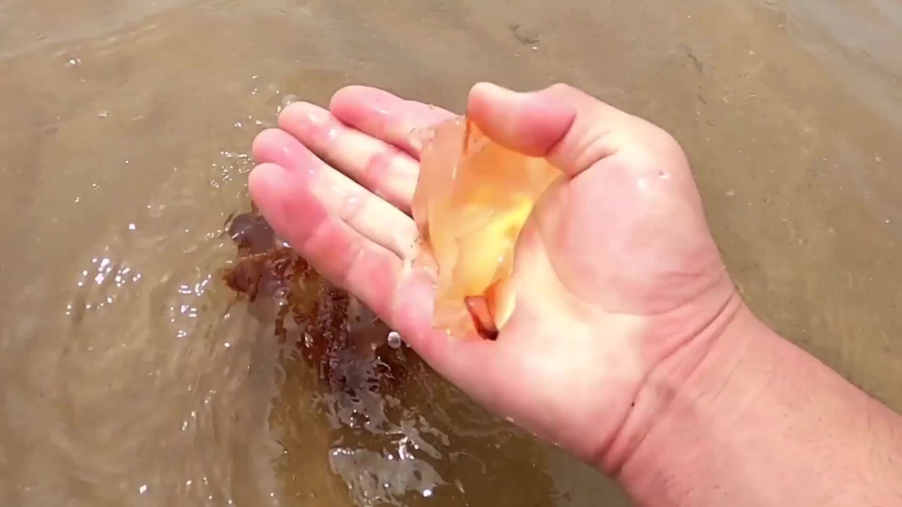 退潮后,赶海遇到了很少见的大海葵,一碰就往沙子里跑