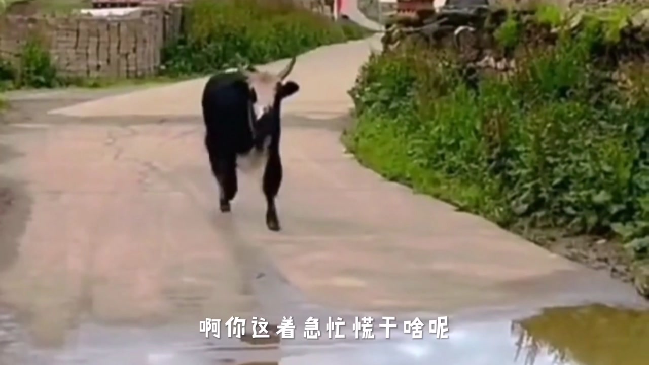 {搞笑配音,牛哥你这着急忙慌,干嘛去呀.