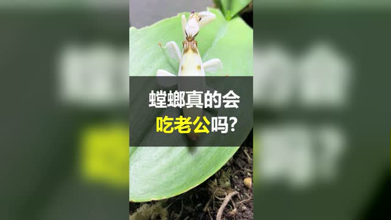 螳螂真的会吃掉“丈夫”吗?今天我们试试看#看点趣打卡计划 #科普 #昆虫