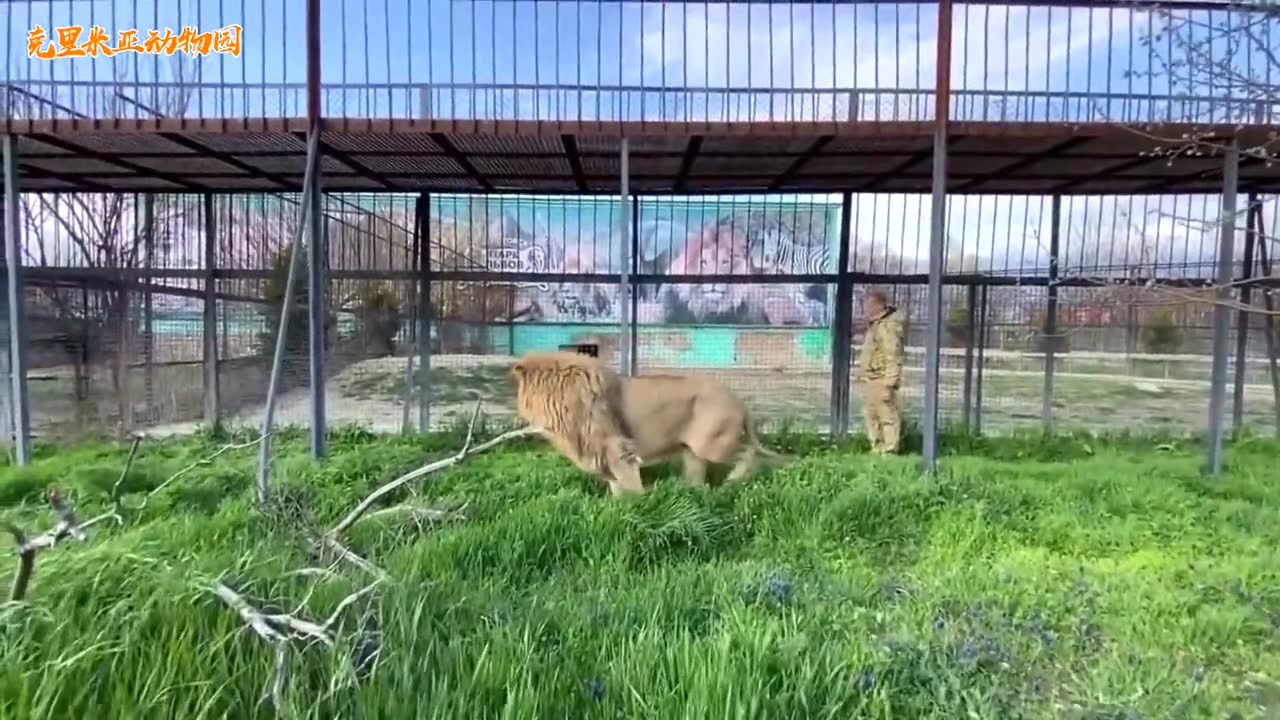 群狮吼叫欢呼的声音太让人震撼了