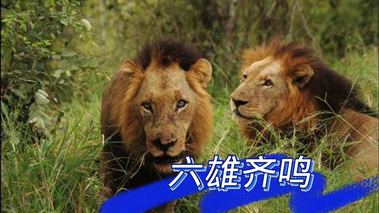 坏男孩雄狮联盟,盘点六兄弟的吼声,谁的最有特点,你最喜欢谁的