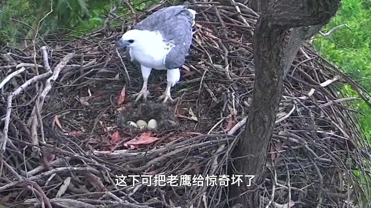 霸道鸭子在老鹰窝里偷偷下蛋,鹰爸的反应太搞笑了!怎么多了一枚