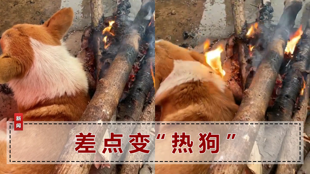 狗子趴火堆旁边取暖,主人1巴掌拍过去:烤得毛都冒烟了