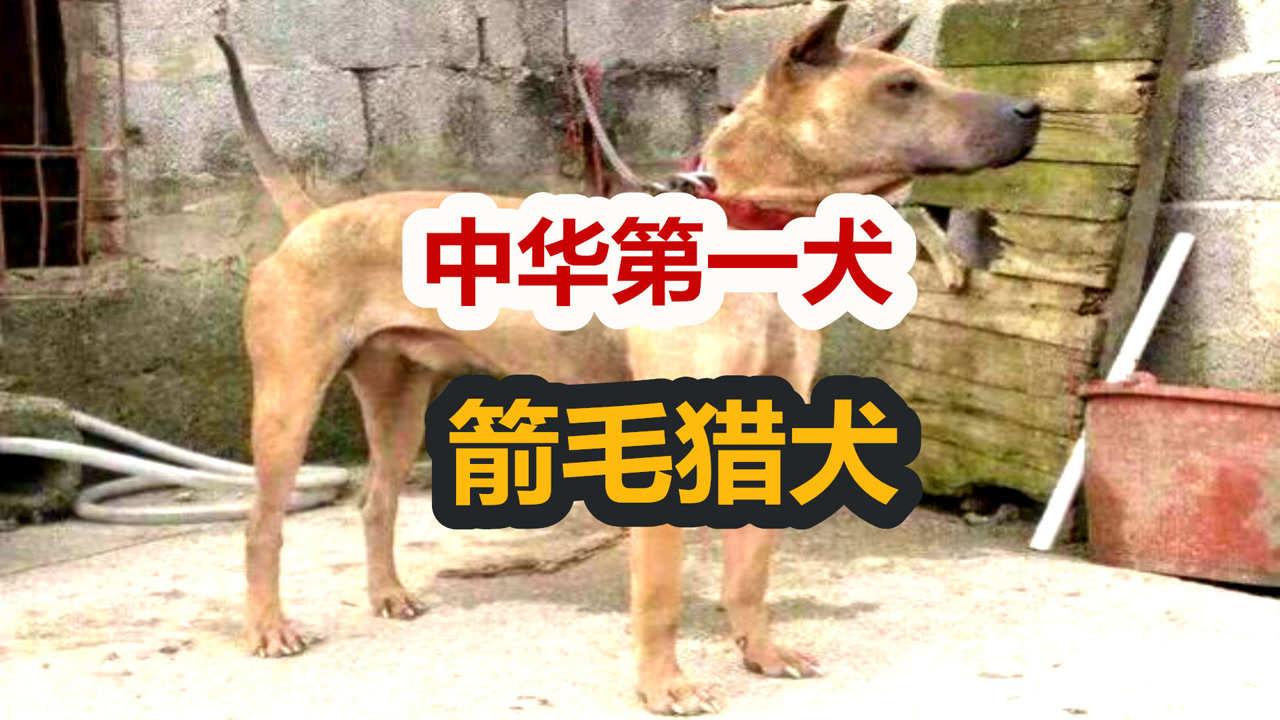 曾是中华第一犬湖北箭毛猎犬,比藏獒还珍贵