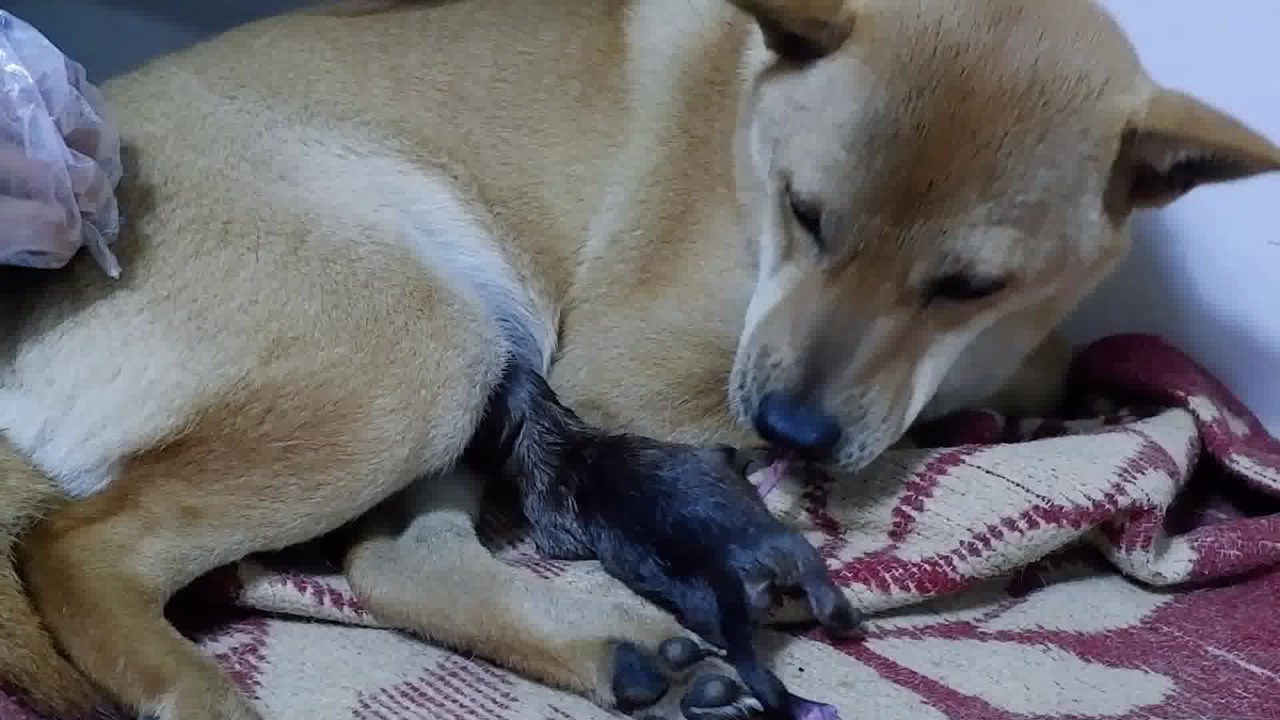 狗狗第一次生崽,是如何自己剪断脐带的?给大家看看吧