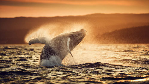 替嫁夜我成了病娇老公的心尖宠：真相揭晓与情感升华