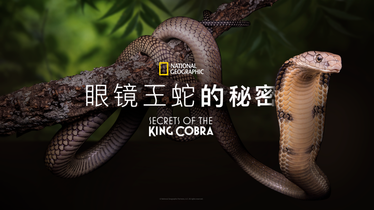 所以我和黑粉结婚了