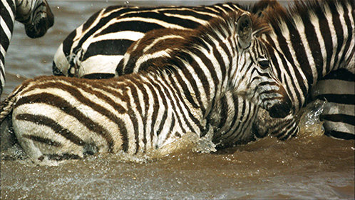 夜凛神探第二季