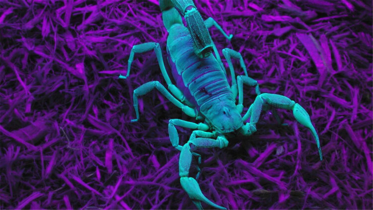 她如星光般闪耀——初入舞台的璀璨瞬间