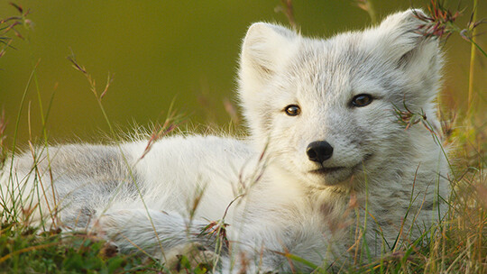 家比天大短剧版