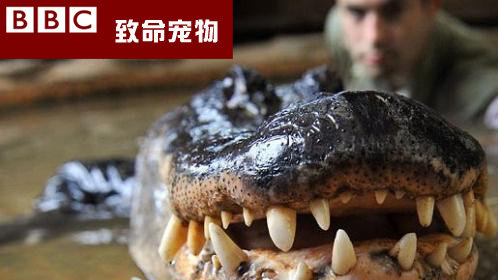 致命宠物第4季-封面1