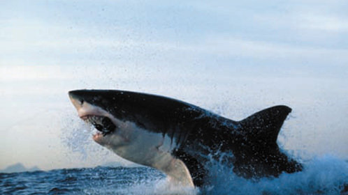 贺总你家缺小米吗