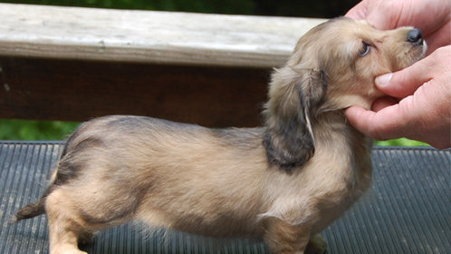 拳王短剧版的危机与转折