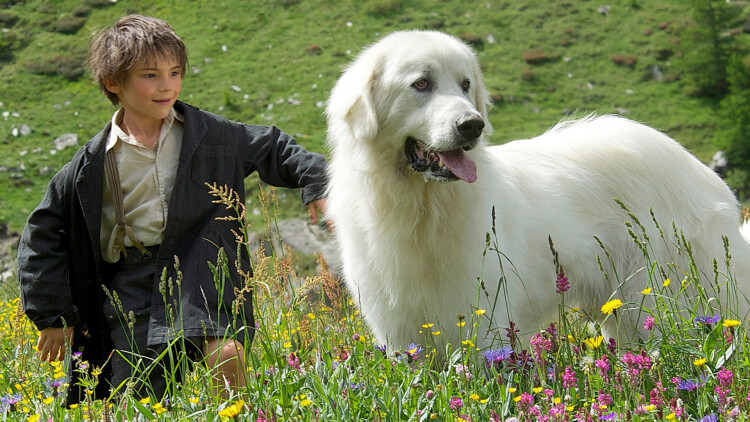 朝雪录：情感纠葛与心灵救赎