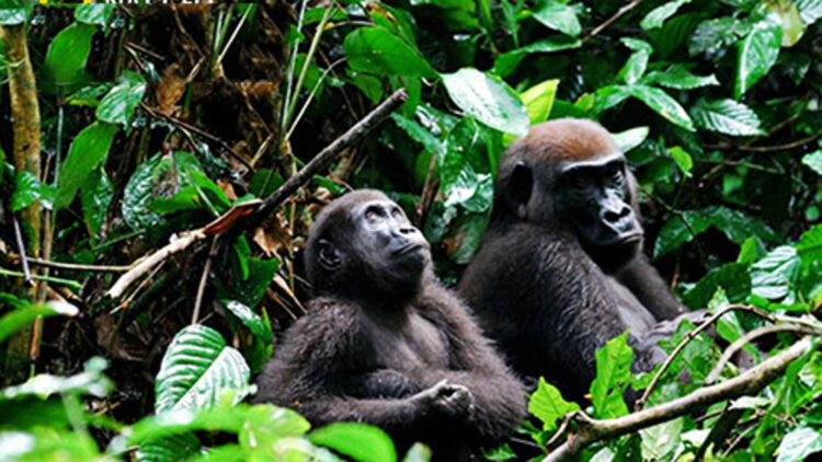 丈夫的容貌妻子的荣耀