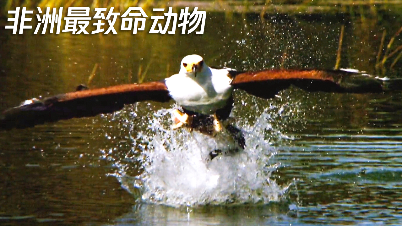 非洲致命动物-封面1