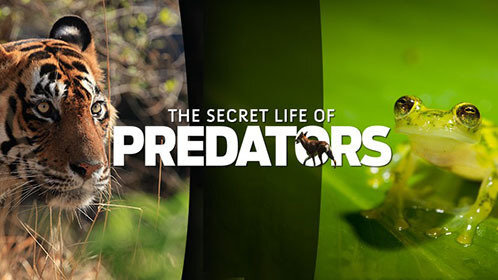 快穿之反派大佬太宠太撩人