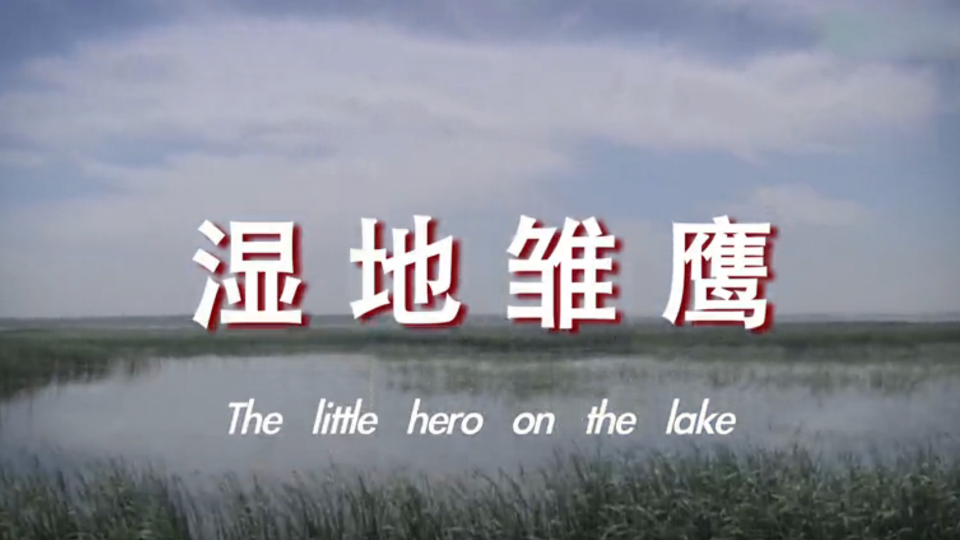 湿地雏鹰