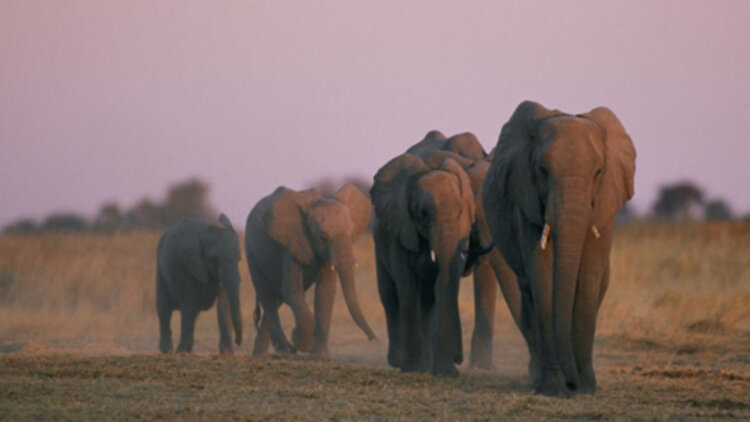 《闪婚总裁的心尖宠》_免费在线观看