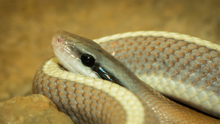 演唱会直播的特殊福利：独家内容和互动机会