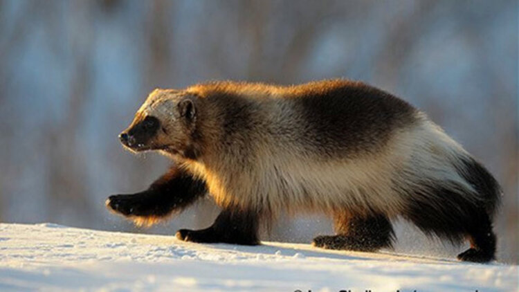 少帅夫人才是真千金·意外相遇