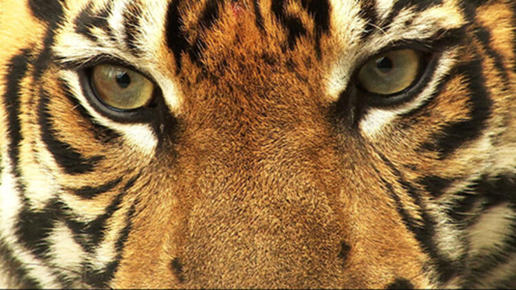 《复仇者联盟2奥创纪元》最新选集