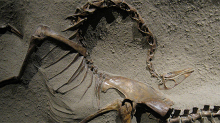 你可曾见过萤火虫