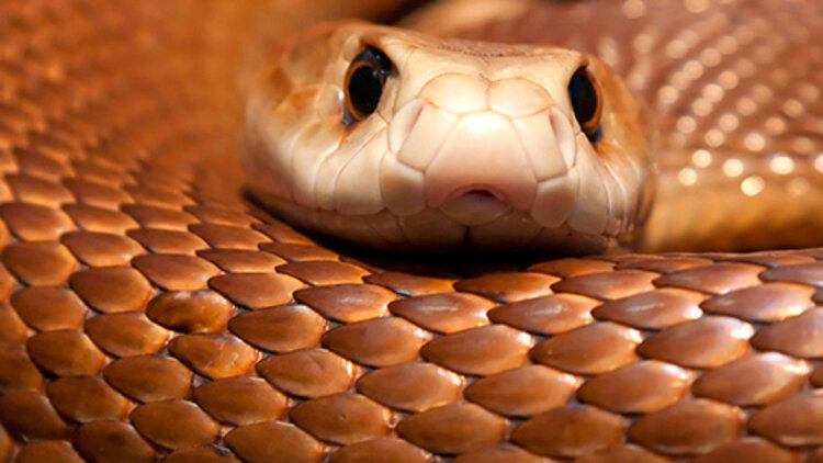 阴差阳错成了老板的女仆