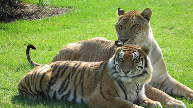 新我的媳妇是女帝