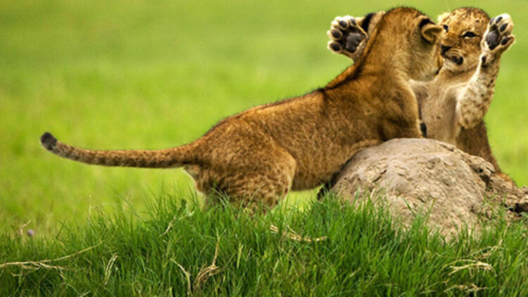 《Trolley命运交叉点》最新选集