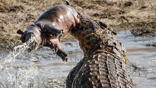 豪门总裁误惹打工妹——意外邂逅