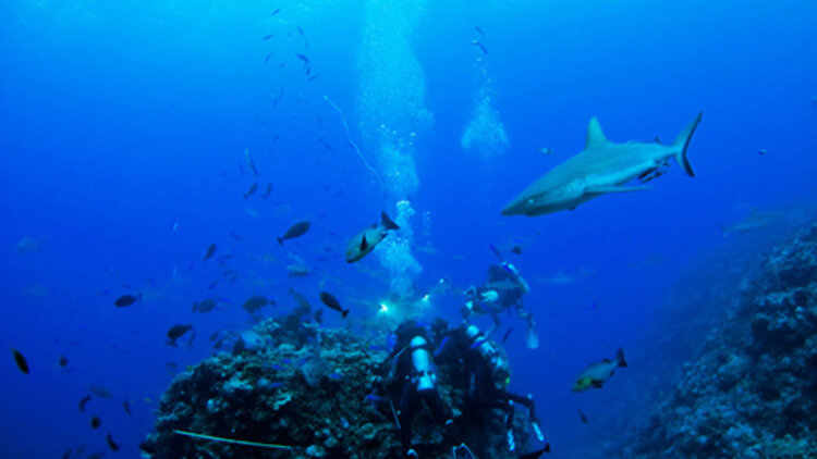 被偷听心声全城美女爱上我