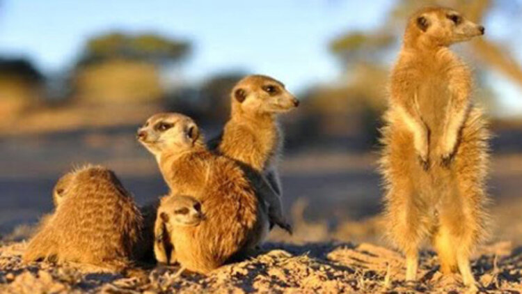 抓娃娃之交换人生——意外的抓取