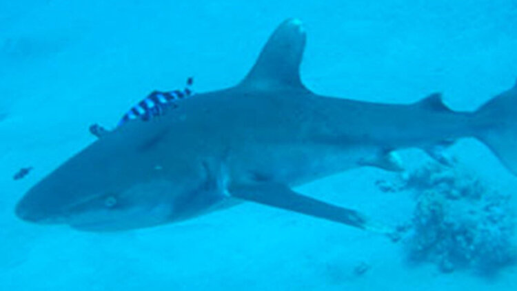 《开局之我被父亲扔垃圾桶》_免费在线观看